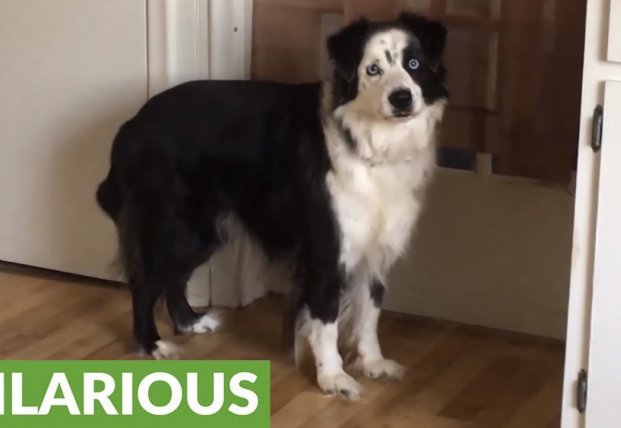 Сеть насмешила собака, требующая немедленно отправиться на прогулку (видео)