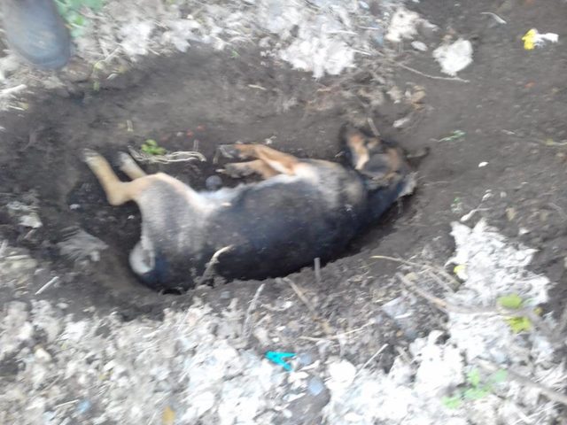 Возле школы на Харьковщине нашли несколько трупов животных (фото)