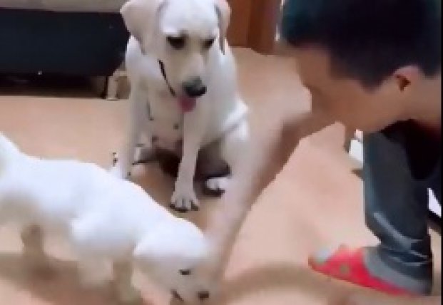 Собака-мама трогательно заступилась за своего щенка перед хозяином (видео)