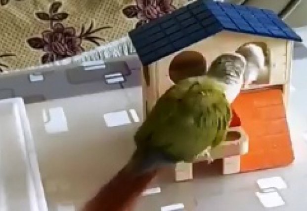Попугай развлекается с хомячком (видео)