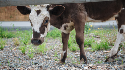 Видео уплывающих с потоком грязи коров из Дагестана появилось в Сети