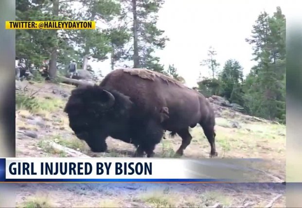 В США разъяренный бизон напал на девочку, подбросив ее в воздух (видео)