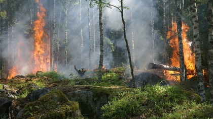 Власти Красноярского края решили не тушить горящие леса