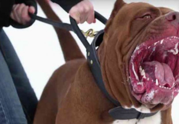 Самые опасные собаки, которые запрещены к разведению (видео)