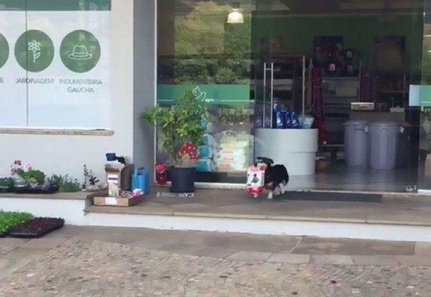 Собака ходит в магазин и самостоятельно покупает себе корм (видео)