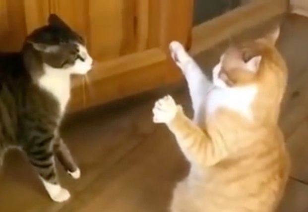 Реакция кошки на ухаживания кота: он такой нетерпеливый (видео)