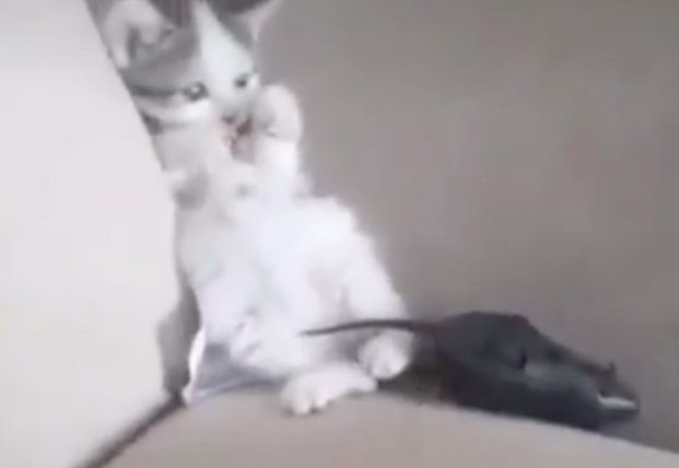 Реакция пугливого котенка на игрушечную мышку: паника (видео)