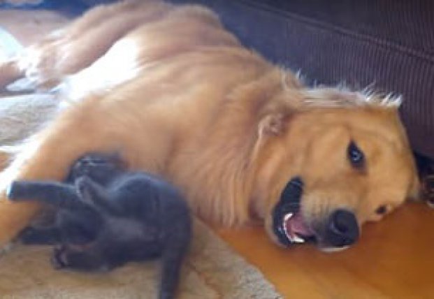 Бесстрашный котёнок пристает к большой собаке (видео)