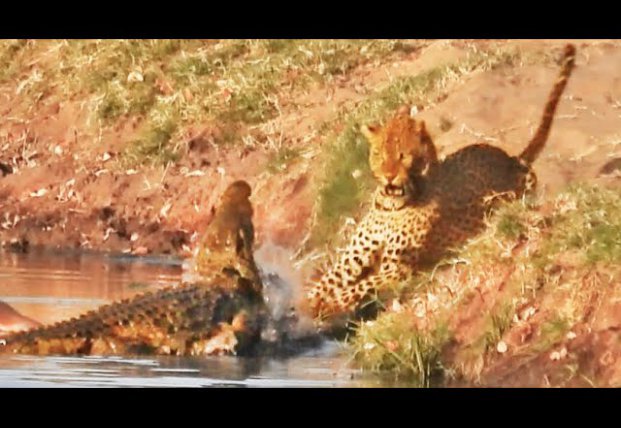 Леопард пытался забрать еду у крокодила (видео)