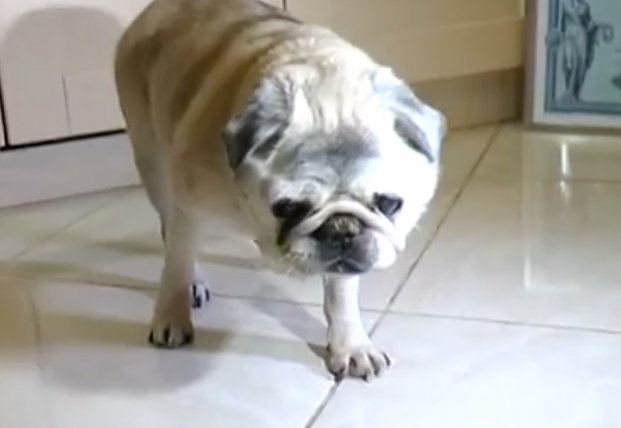 Умерла самая старая собака Украины в возрасте почти 20 лет (видео)