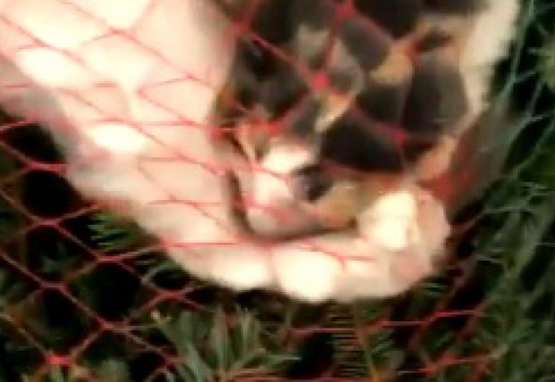 Любопытный кот, застрявший в рождественской елке, стал звездой Сети (видео)