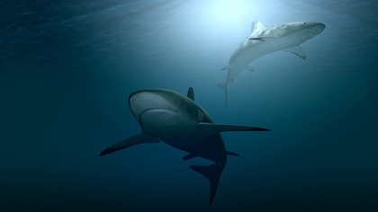 Пользователи Сети поразились плавающей американкой с акулой-людоедом