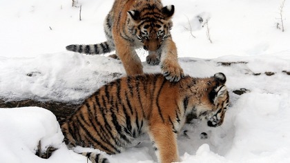 Фотоловушка запечатлела игры тигрят-тройняшек в Приморье