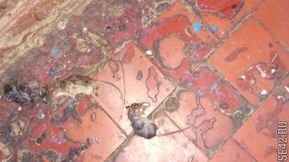 Кемеровчанка возмутилась кучей мертвых мышей в подъезде