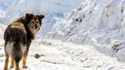 Кемеровчане заметили гуляющих по проспекту окровавленных собак