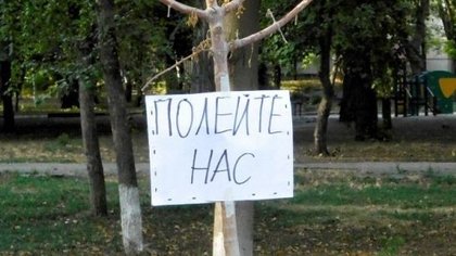 Власти Ростова признались в проведении акций озеленения для галочки