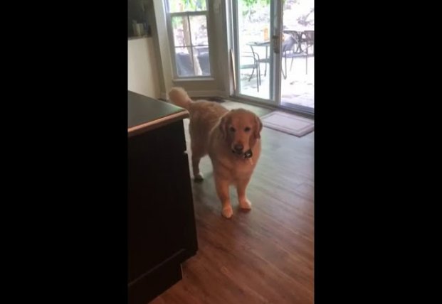 Сеть насмешила собака, которая не давала уйти хозяйке на работу (видео)