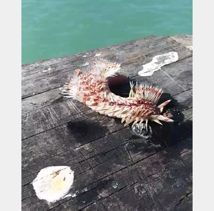 В США в море выловили необычное ядовитое существо (фото)