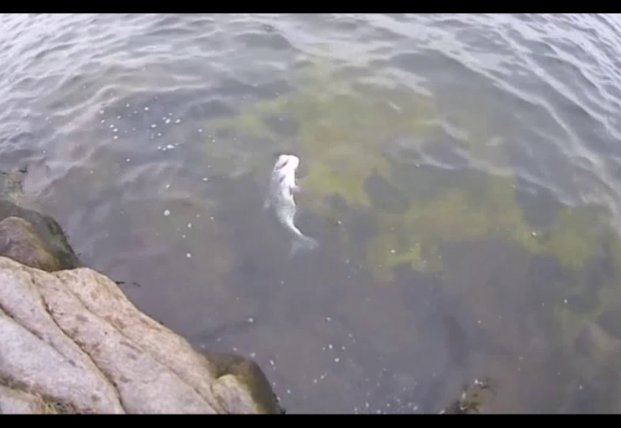 В Запорожье в реке обнаружили изуродованную рыбу (видео)
