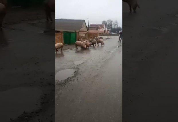 Под Харьковом перевернулась фура со свиньями: поросята разбежались (видео)