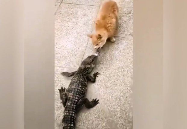 Рыжий кот попытался отобрать еду у аллигатора (видео)