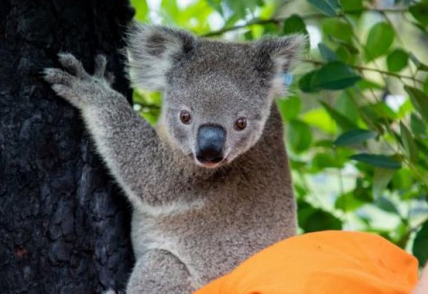 Пострадавшие в австралийских пожарах коалы возвращаются домой: трогательные фото