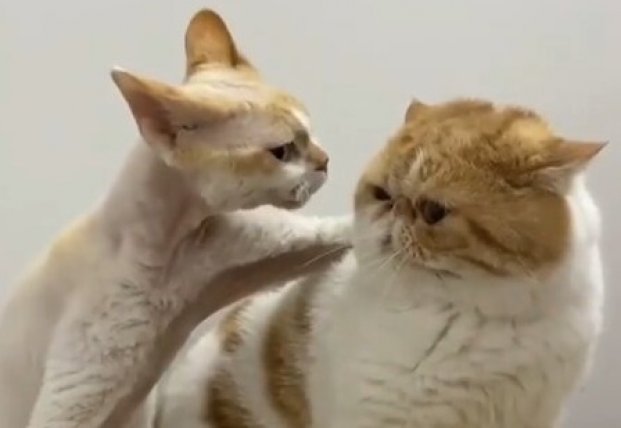 Сеть рассмешили необычные кошачьи разборки (видео)