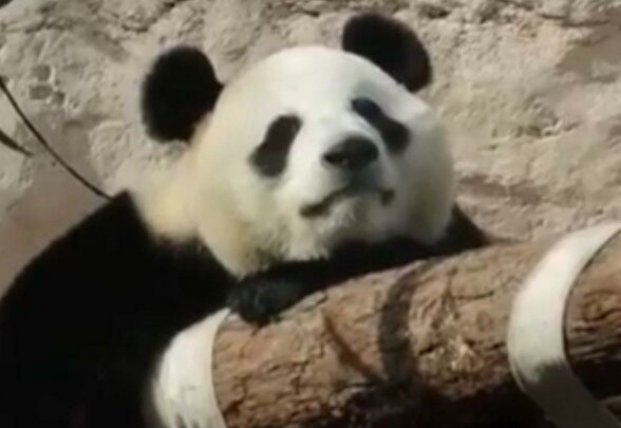 Скучающая на карантине панда покорила сеть (видео)
