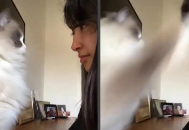 Наглая кошка наградила хозяйку оплеухой (видео)