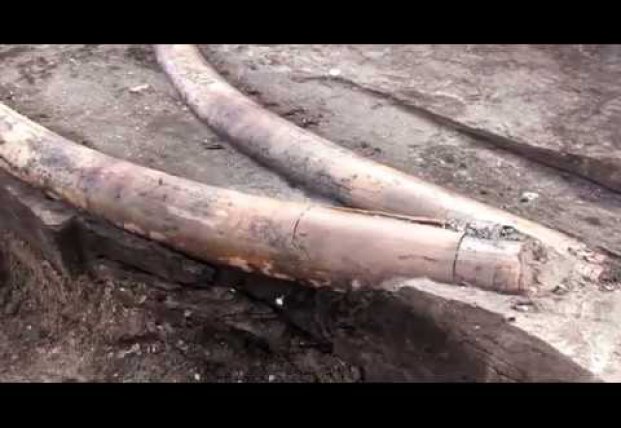 Археологи обнаружили полный скелет слона, которому 300 тысяч лет (видео)