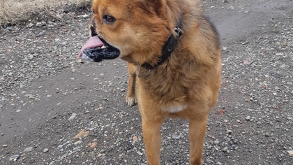 Собака с откушенной верхней челюстью пропала в Новокузнецке