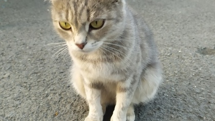 Кемеровчанка вернет хозяину найденную на улице домашнюю кошку