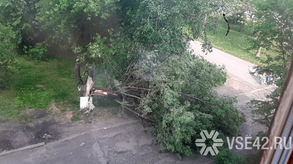 Порыв ветра повалил дерево в кемеровском дворе