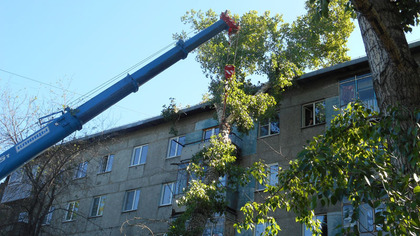 Крупное дерево упало на пятиэтажный дом в Новокузнецке