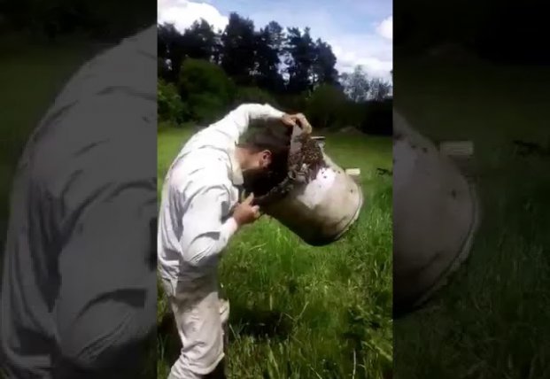 Житель Сумской области надел себе на голову ведро с пчелами (видео)
