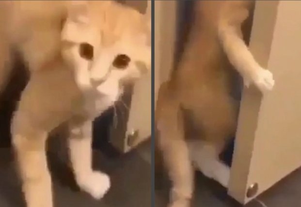 Напуганный кот научился закрывать дверь (видео)
