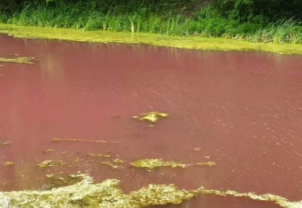 На Черниговщине водоем стал розовым по неизвестным причинам (фото)