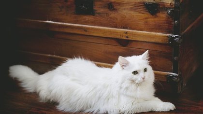 Кемеровчане разыскивают хозяев пушистой белой кошки