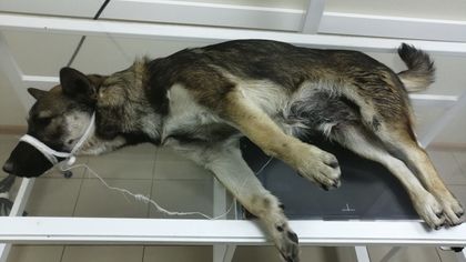 Выбросившие щенка из окна живодеры заинтересовали кузбасскую полицию
