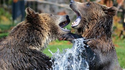 Жительница Якутии спаслась от медведя криком