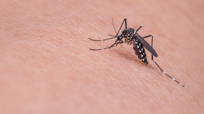 Полярники обнаружили комаров в Антарктиде