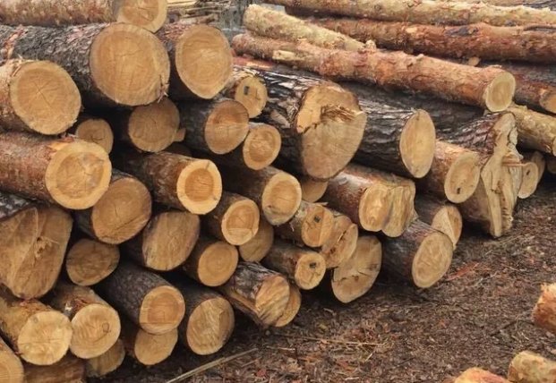 Экспорт леса-кругляка: как заставить Европу учитывать интересы Украины