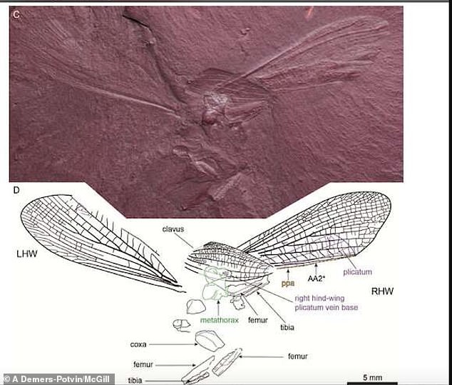 Ученые нашли останки насекомого, жившего на Земле 100 млн лет назад (фото)